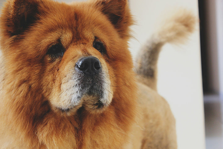 What To Expect From Your Senior Dog As He Ages