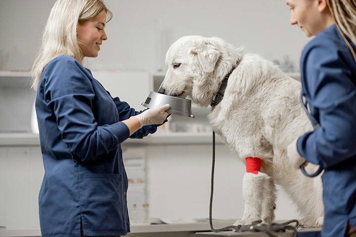 Does Your Dog Have Arthritis?