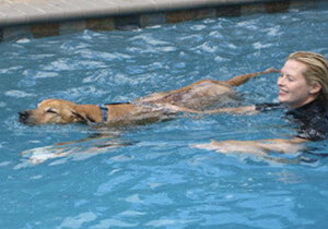 Swimming Is Great For Senior Dogs