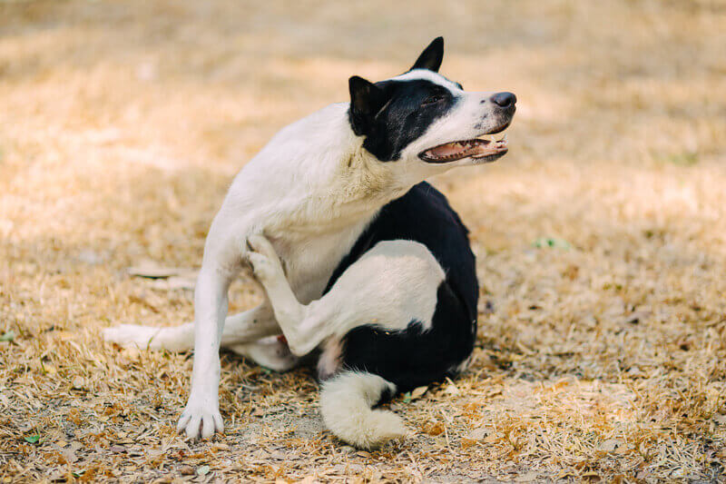 Some Solutions for your Dog’s Itching