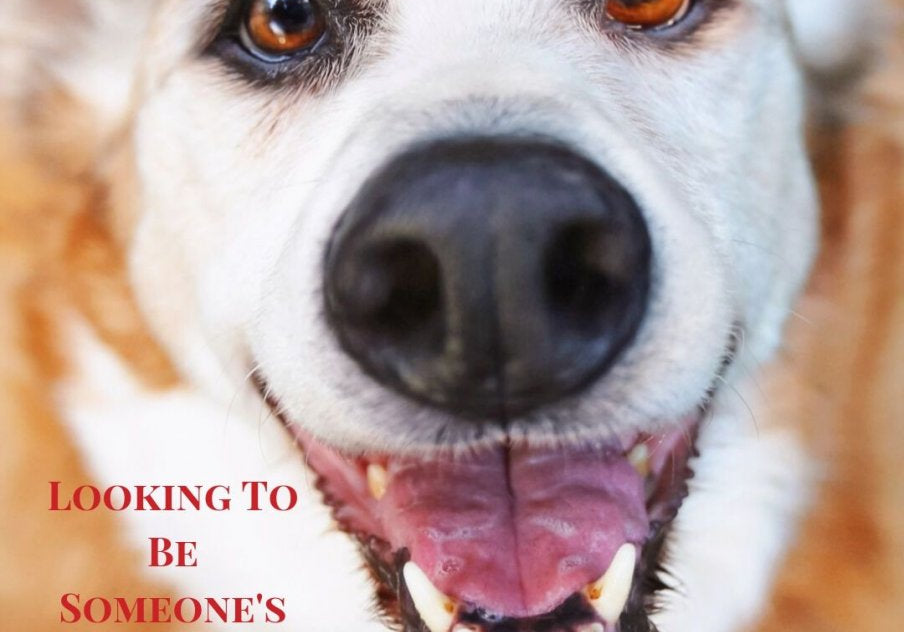 What Your Senior Dog Would Like To Say to You