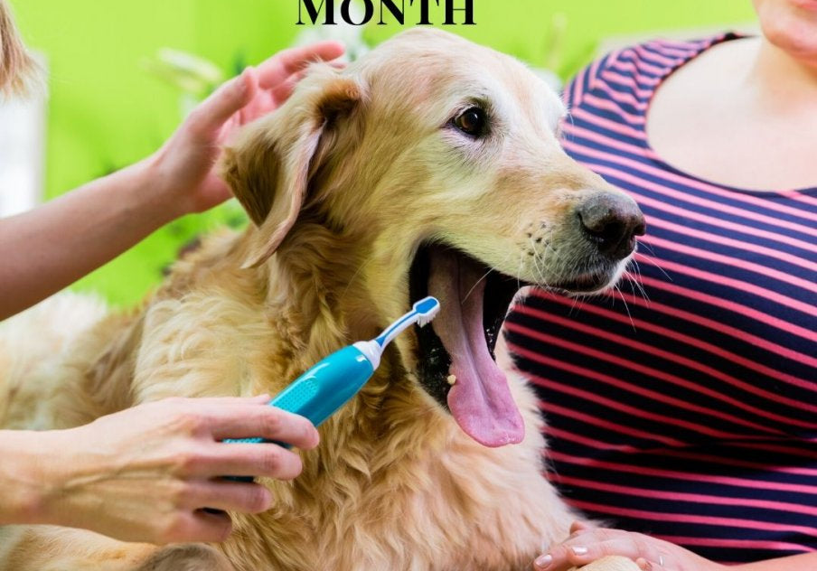 February is Pet Dental Health Month