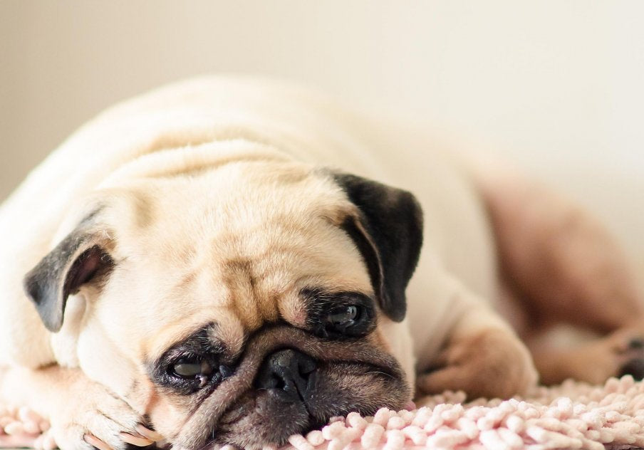 Could Your Senior Dog Be Depressed Because of COVID?