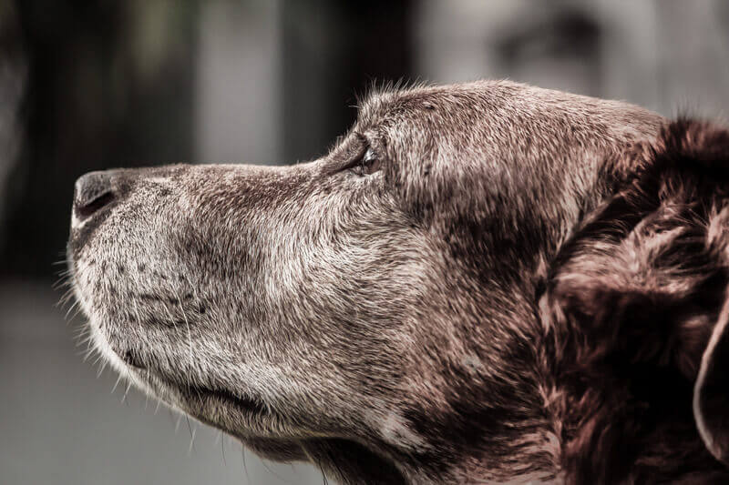 Questions to Ask Before Adopting a Senior Dog