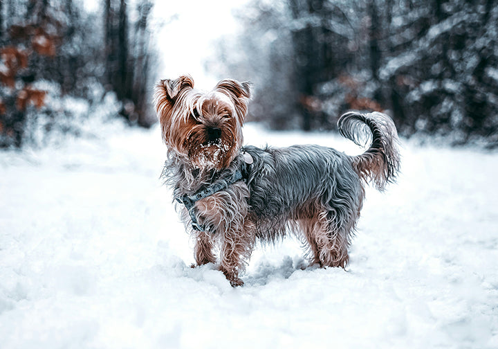 Winter Games for your Dog