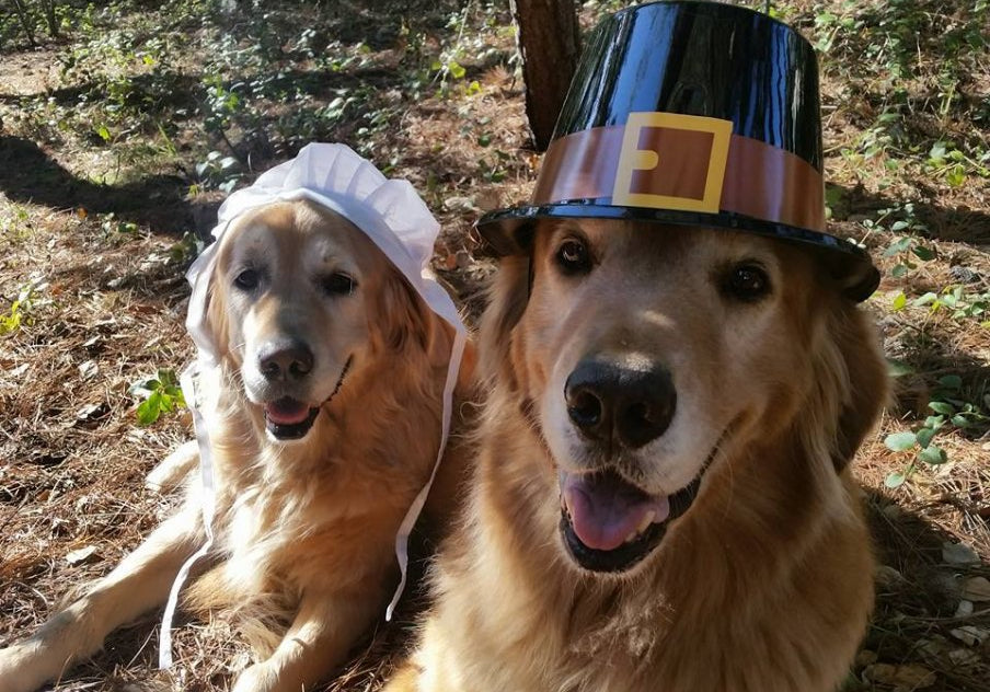 Keeping Your Senior Dog Safe Over Thanksgiving