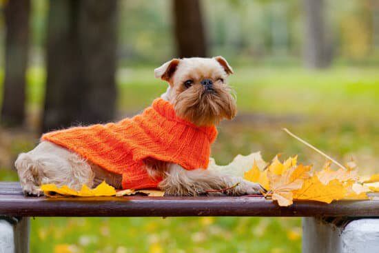 Autumn Tips for Your Senior Dog