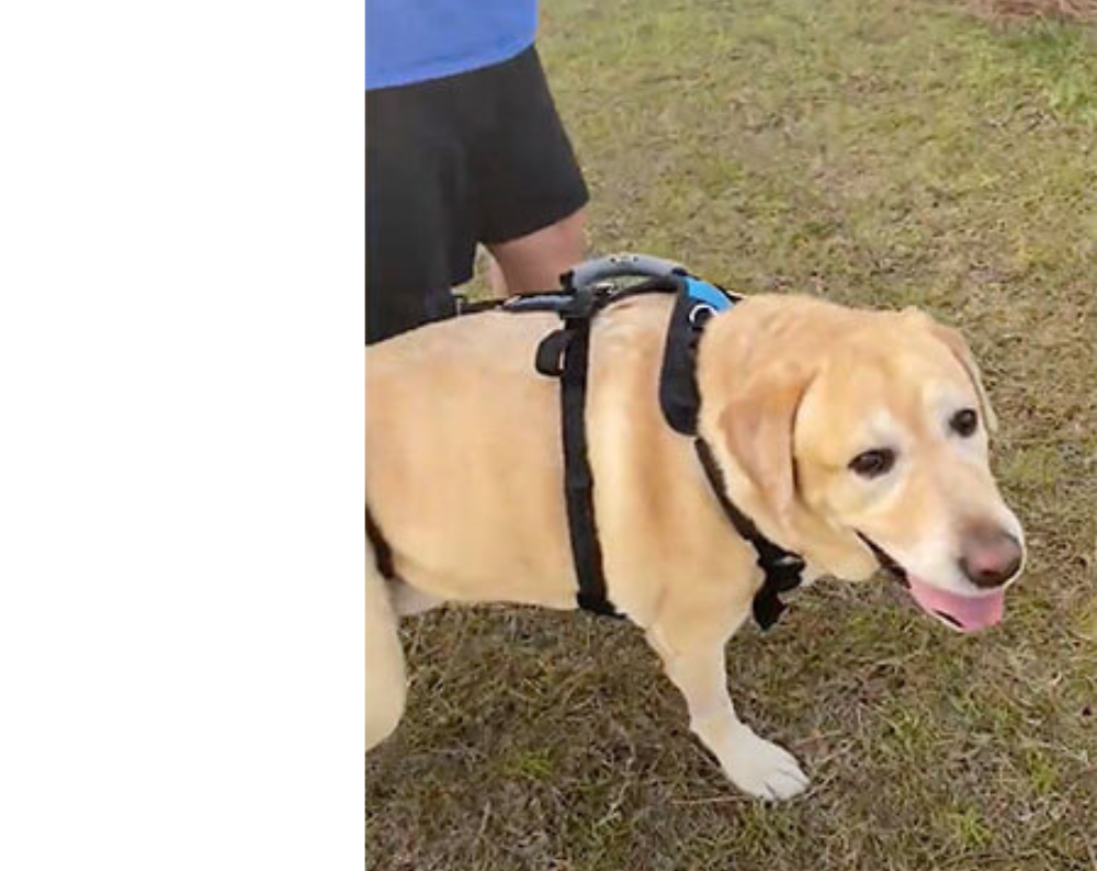 User generated image of yellow dog wearing large Help 'Em Up Harness