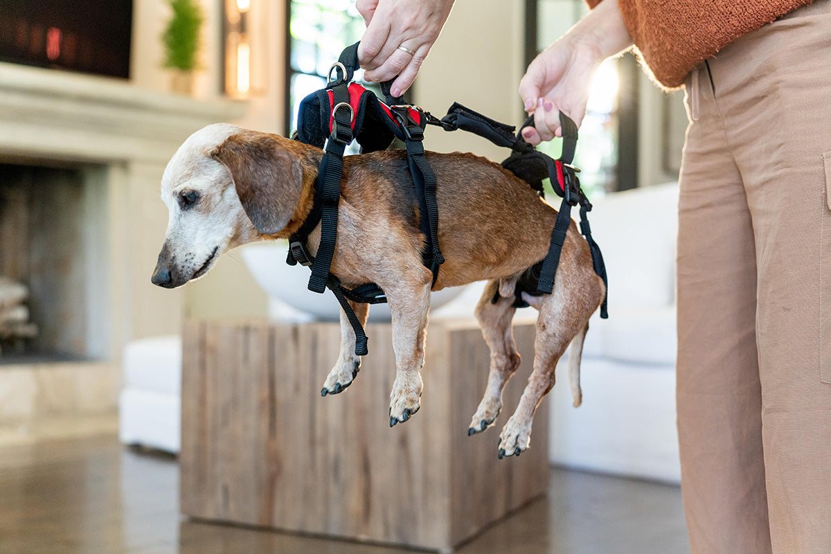 Help 'Em Up Harness Support Small, Medium, Large Dogs