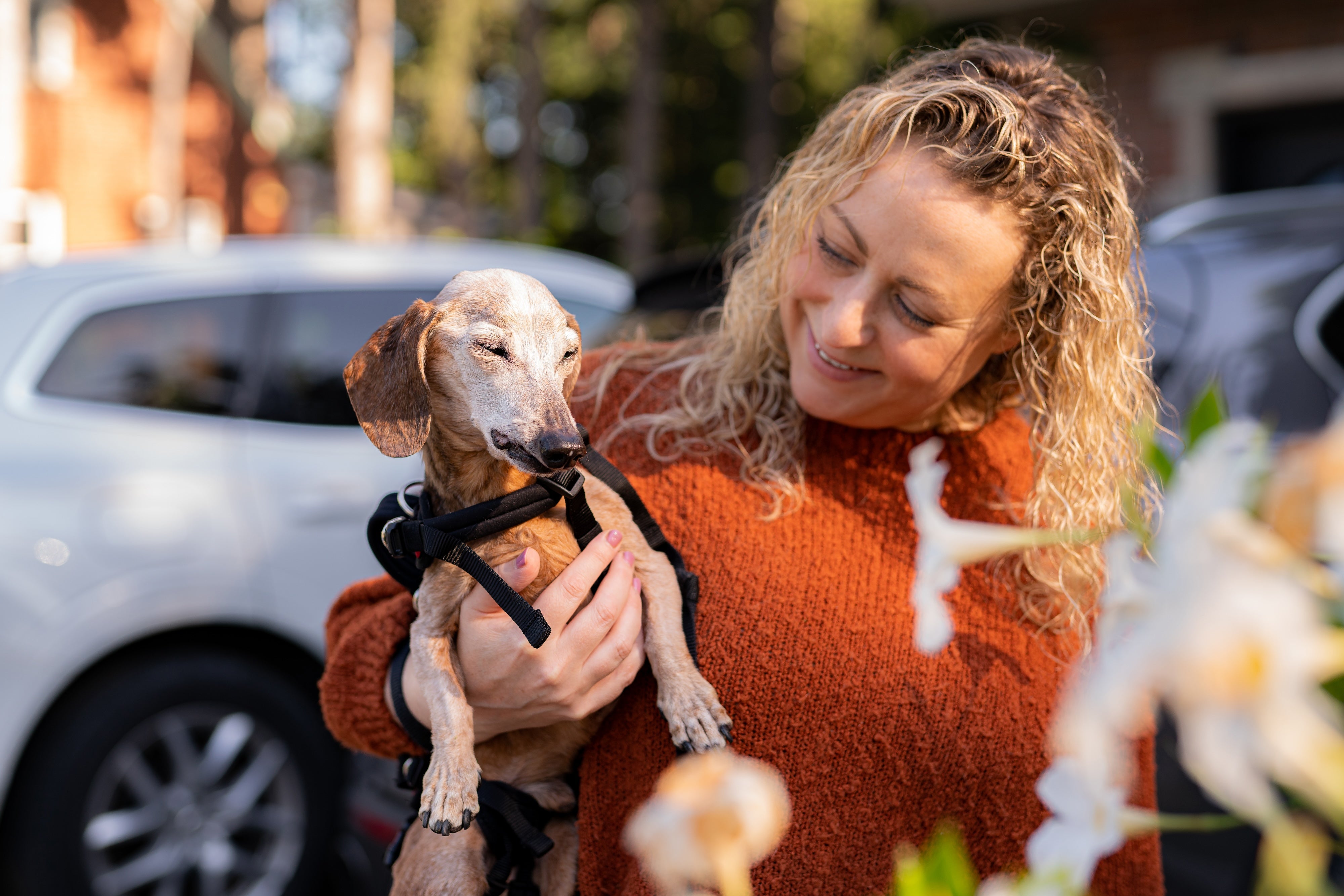 A woman in an orange sweater holding an old Dachsund (wearing an x-small Help 'Em Up Harness)