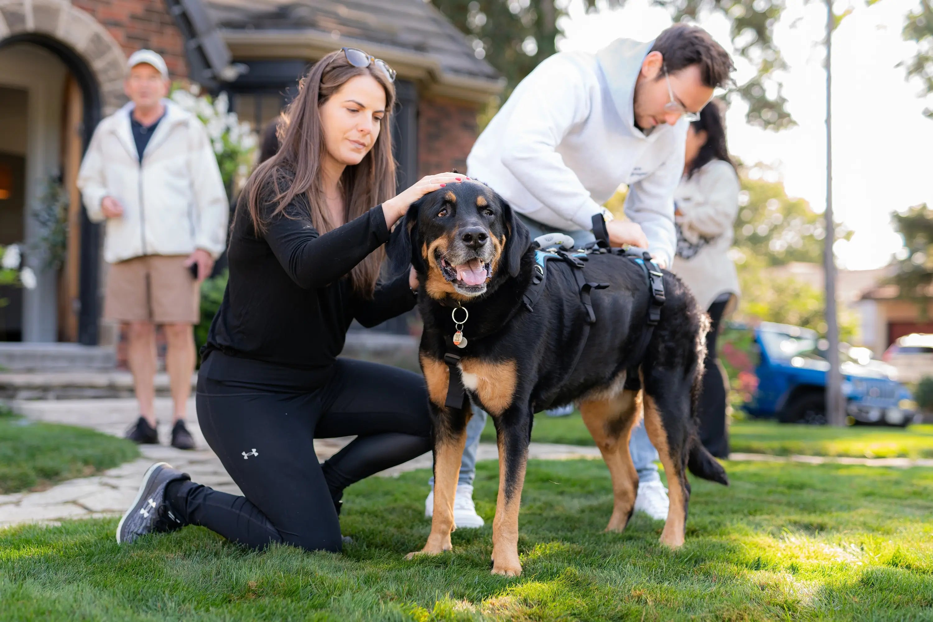 Woman kneeling with black shirt and leggings with man wearing white hoodie bending over rotweiler mix wearing a large Help 'Em Up Harness