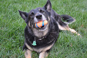 Shepard breed laying in grass with orange toy in mouth