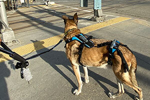 Side back view of Shepherd mix wearing large Help 'Em Up Harness