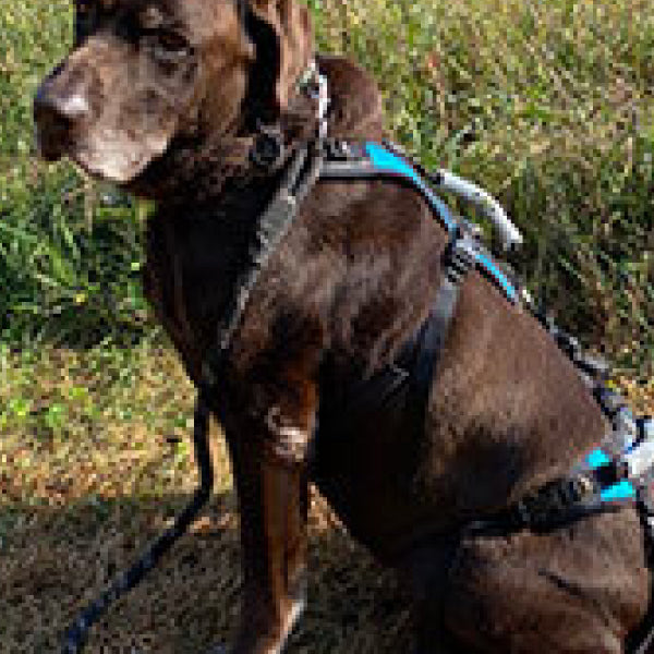 Chocolate lab wearing a large Help 'Em Up Harness