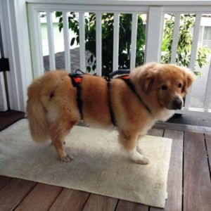 User generated fluffy dog wearing x-small Help 'Em Up Harness