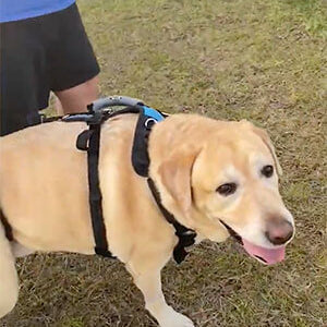 Yellow Lab wearing a large Help 'Em Up Harness