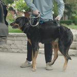 Video showcasing different uses for Help 'Em Up Harness, including taking them on walks, helping lift dogs into vehicles, or carry them up stairs.
