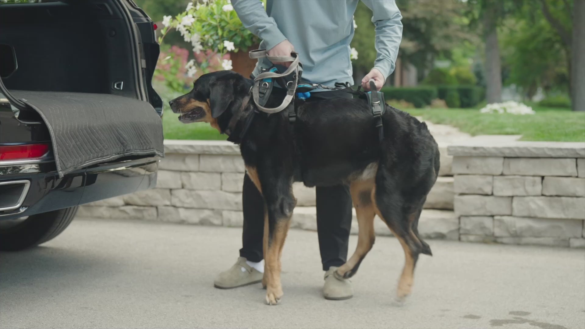 Video showcasing different uses for Help 'Em Up Harness, including taking them on walks, helping lift dogs into vehicles, or carry them up stairs.