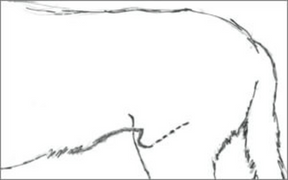 Sketch showing location of dog's penis (set further back than usual) that would benefit from U-Band hip lift