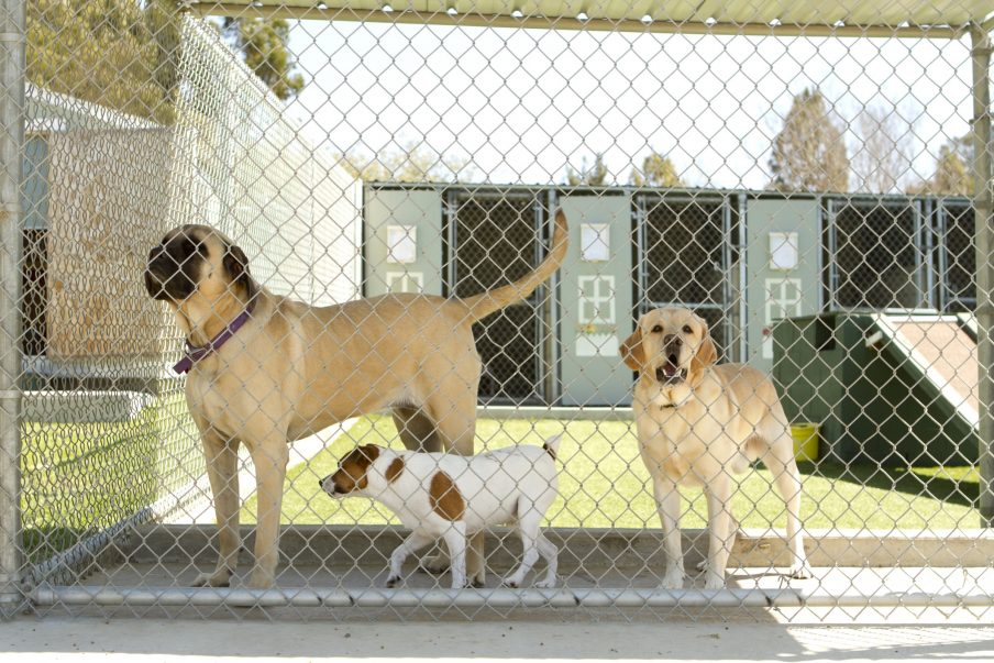 Top Questions To Ask A Boarding Kennel - Help 'Em Up®
