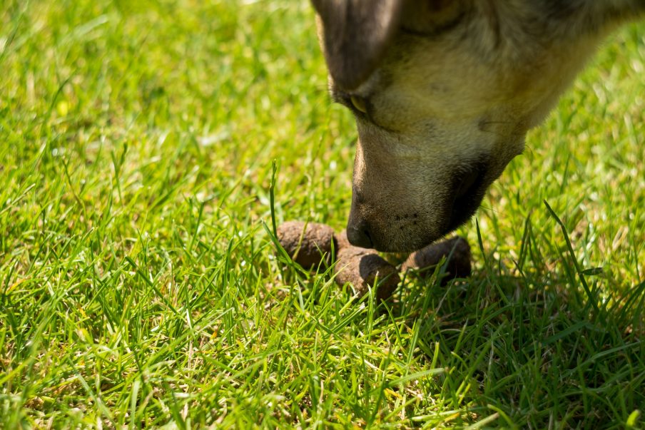 how to stop a dog from eating his own poop
