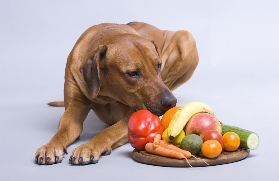 Dog Friendly Fruits and Vegetables - Help &#39;Em Up®