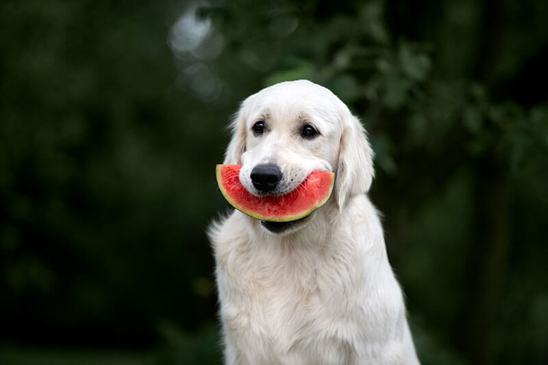 Dog Friendly Fruits and Vegetables