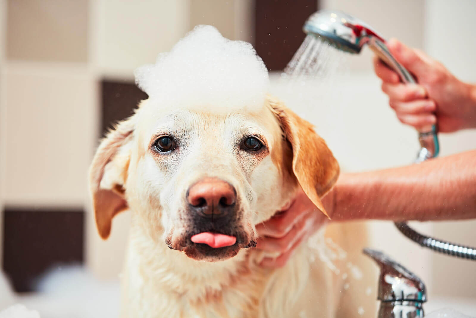 How Often Should You Bathe Your Dog, Bathing Your Dog In The Bathtub