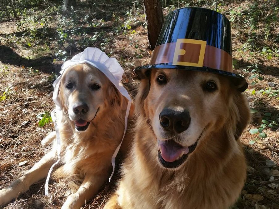 #thanksgivingdogs